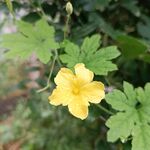 苦瓜花
