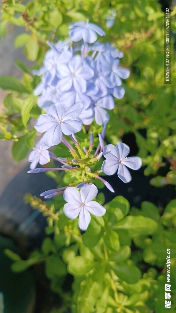 蓝雪花 