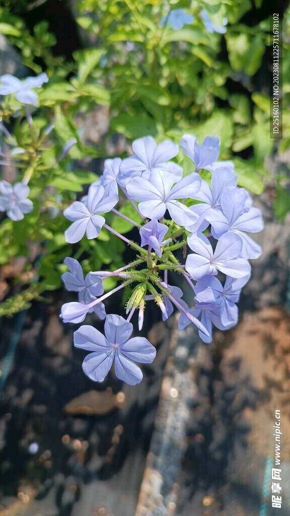 蓝雪花