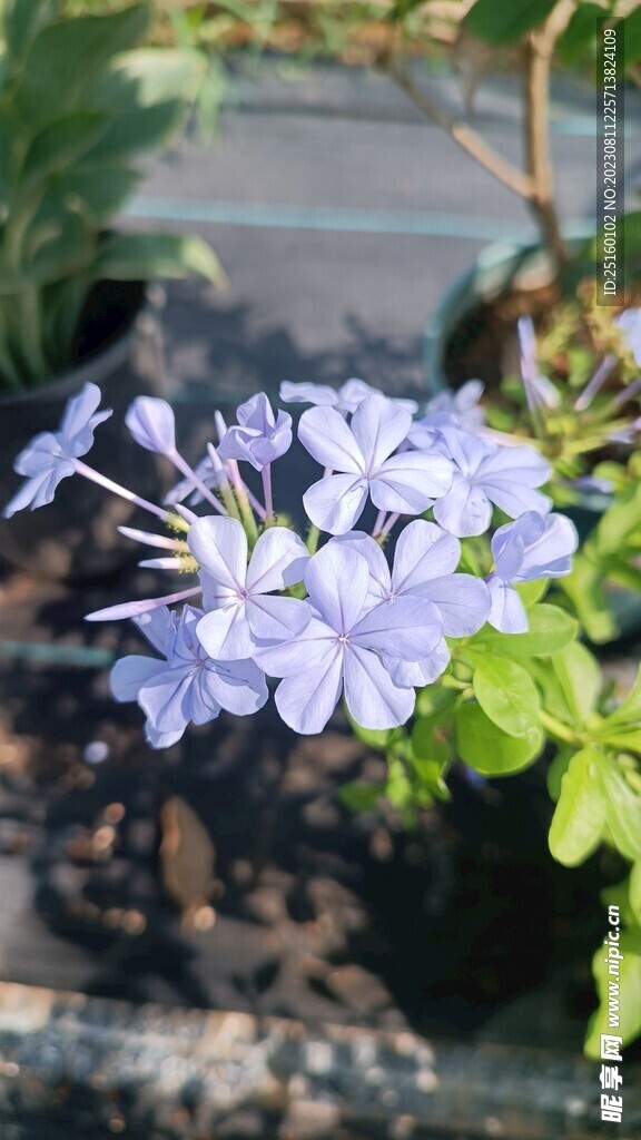 蓝雪花