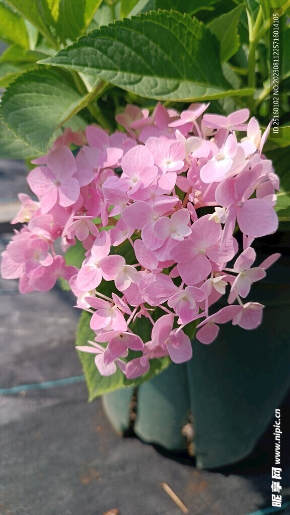 绣球花