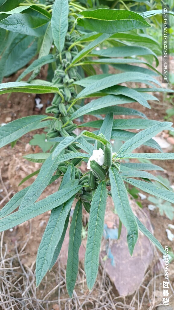 芝麻棵