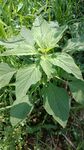 野生苋菜 