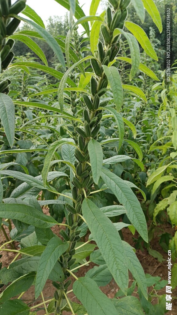 芝麻棵