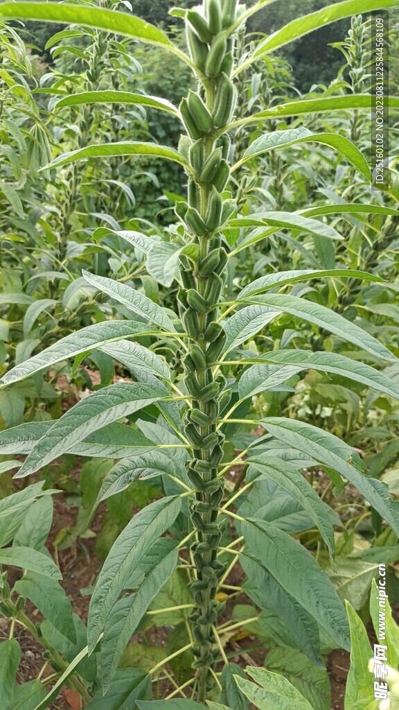 芝麻棵  