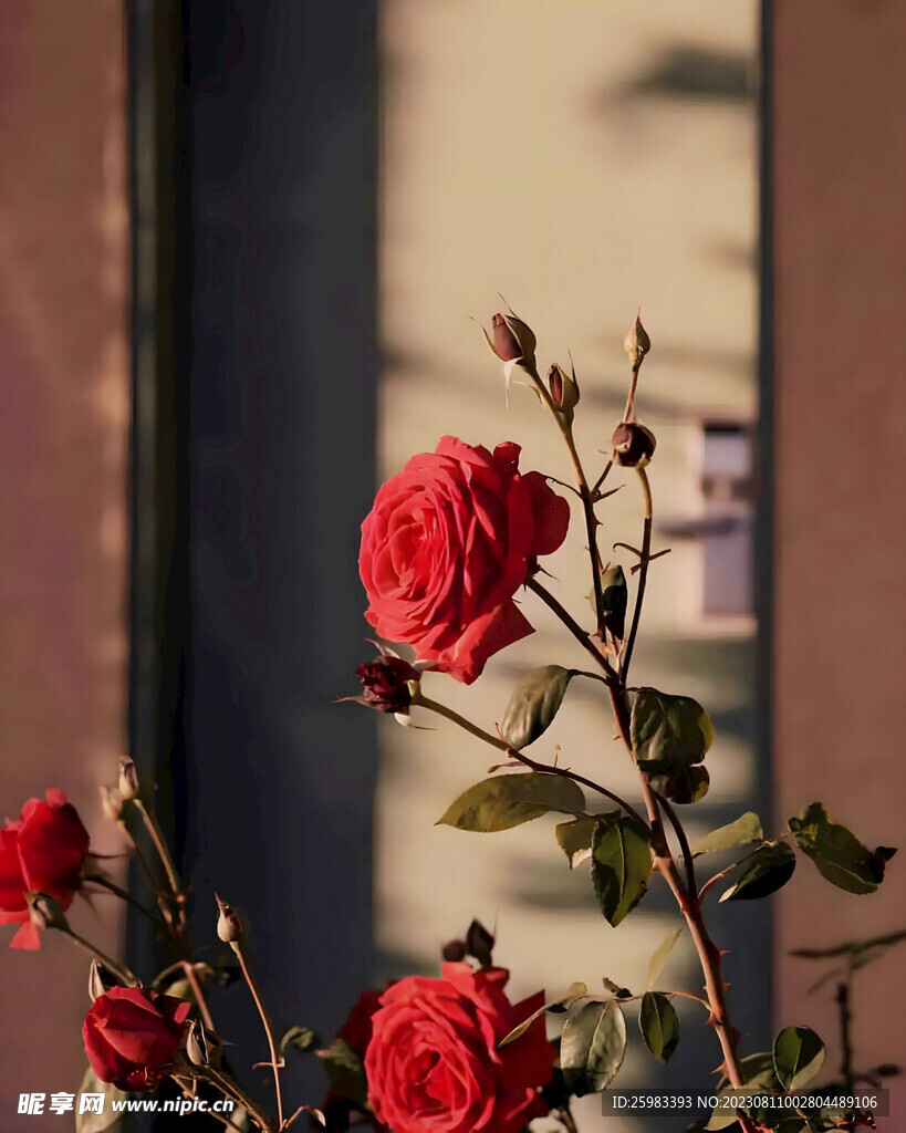 玫瑰花