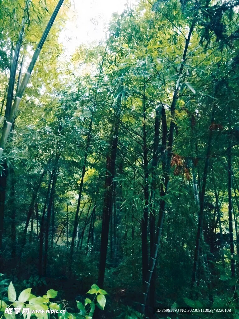 学校的竹林