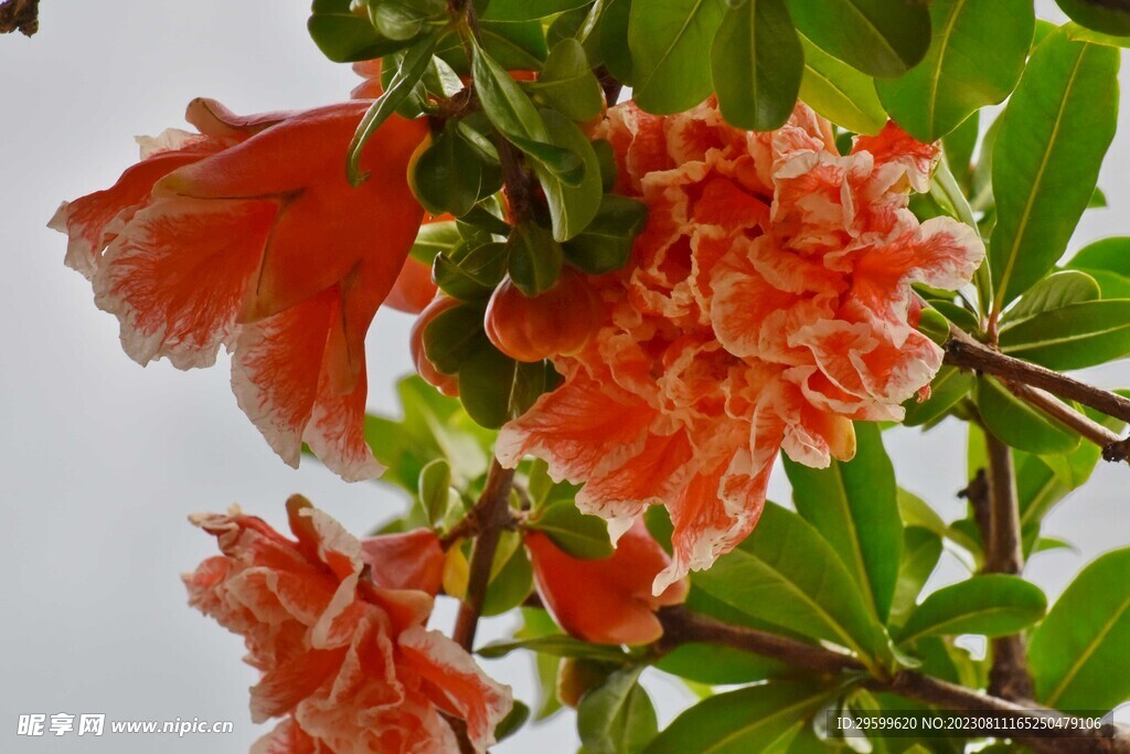 石榴花