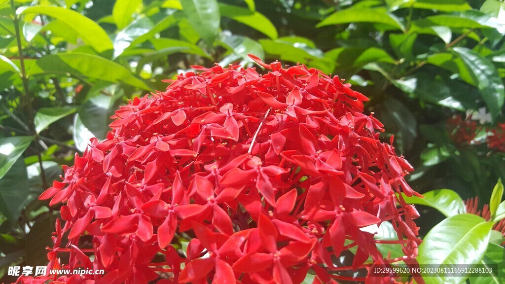 龙船花