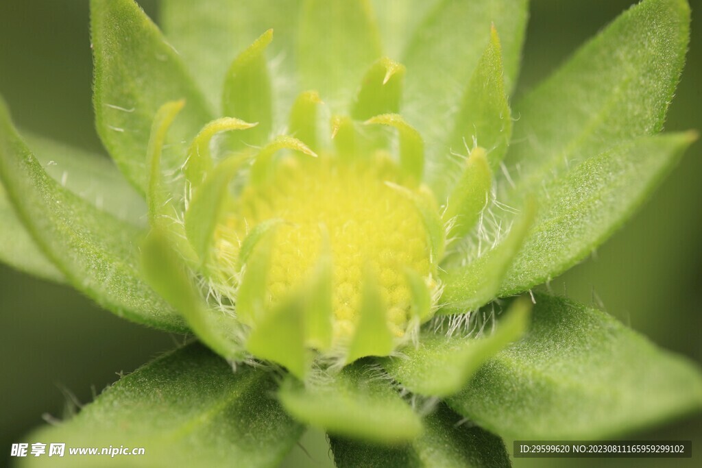 雏菊