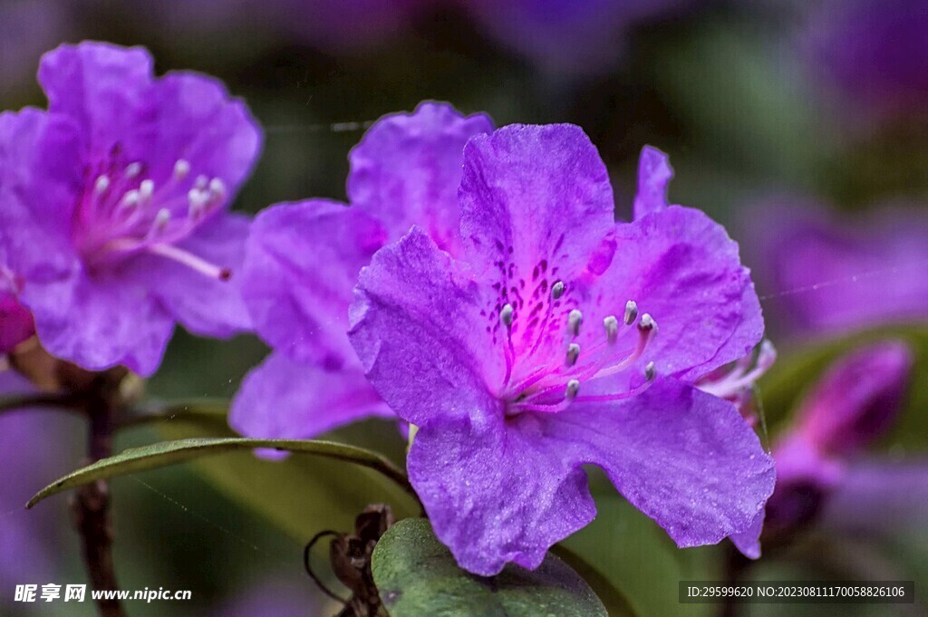 杜鹃花