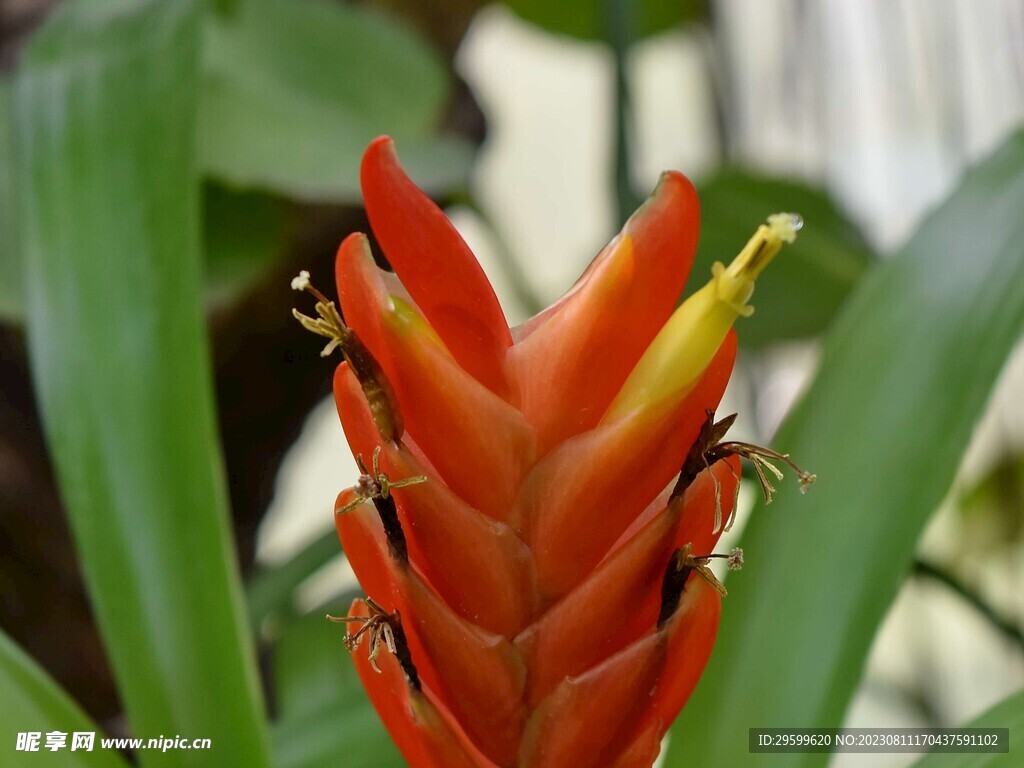 水塔花