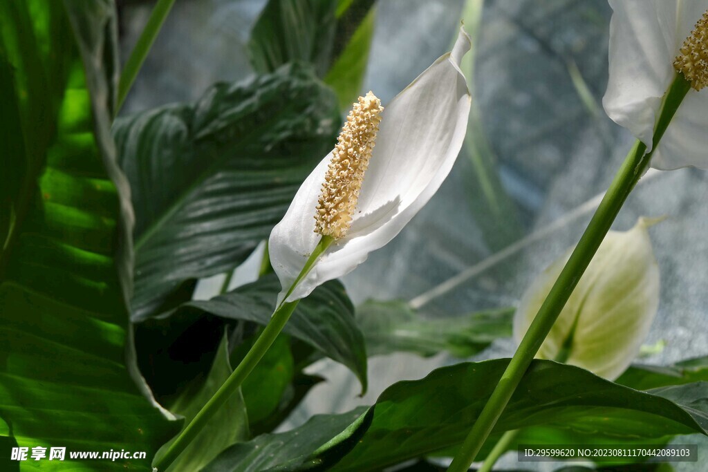 白鹤芋