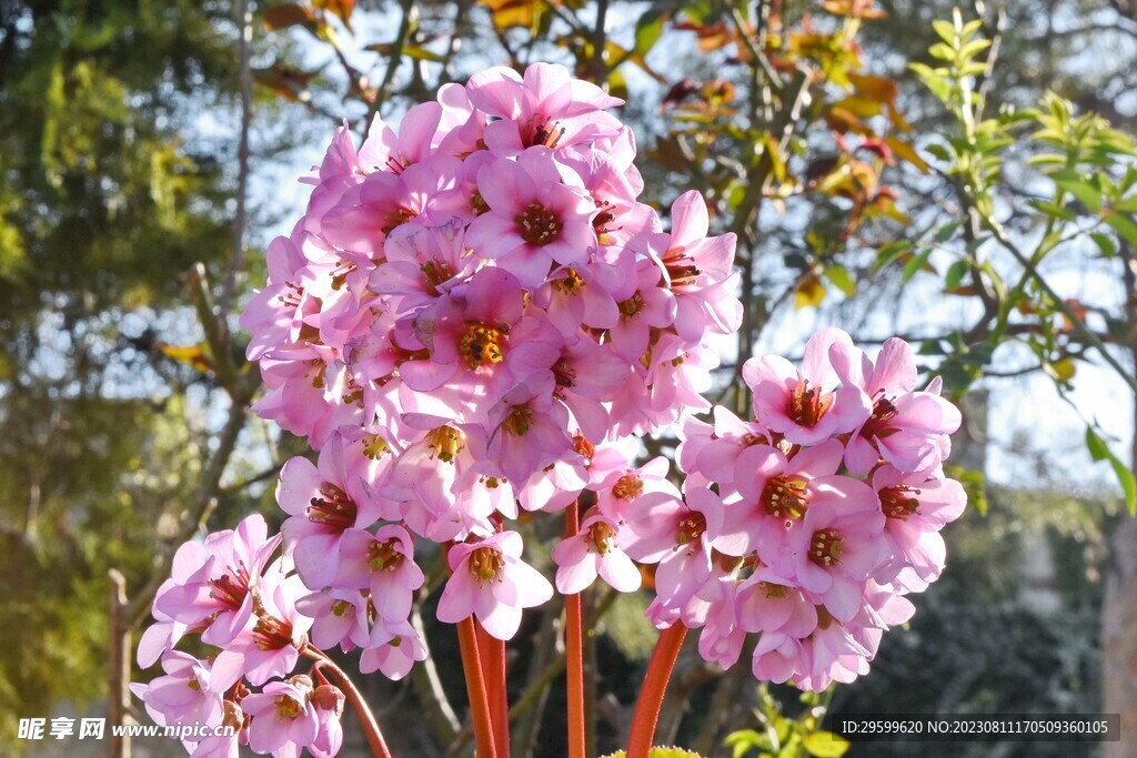 杜鹃花