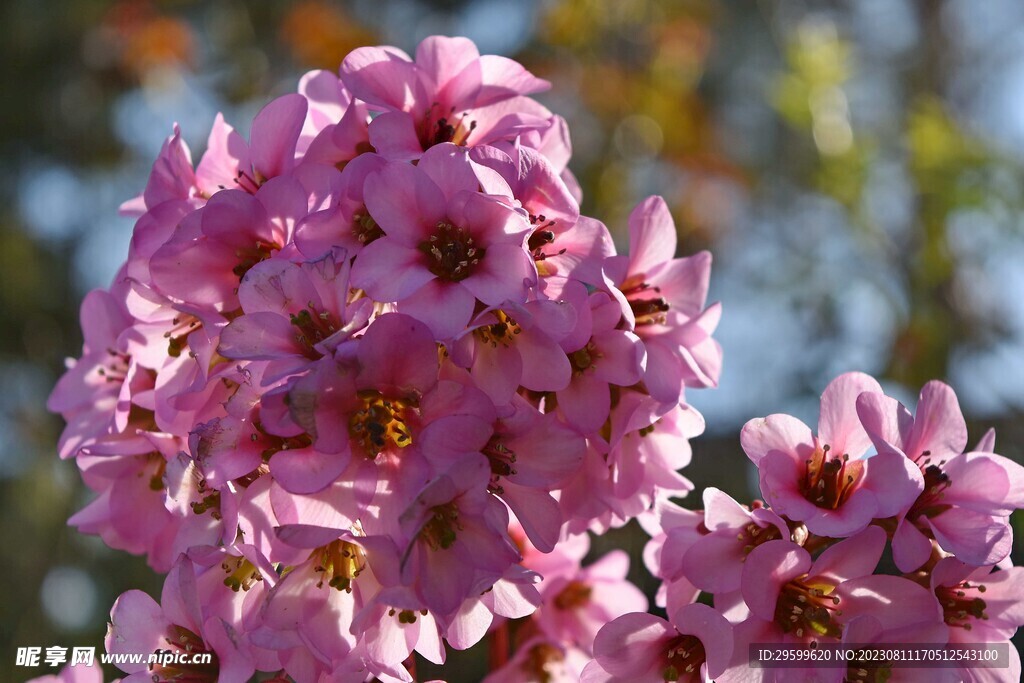 杜鹃花