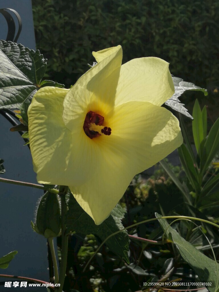 木槿