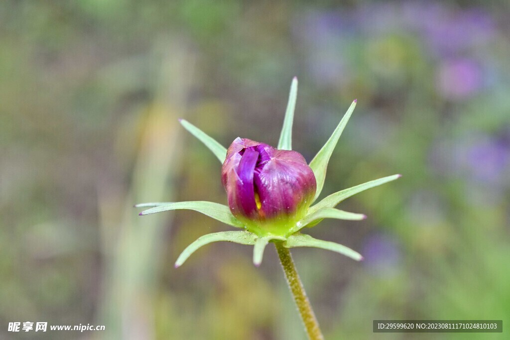 格桑花