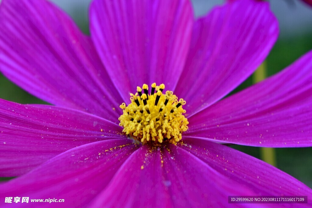 格桑花