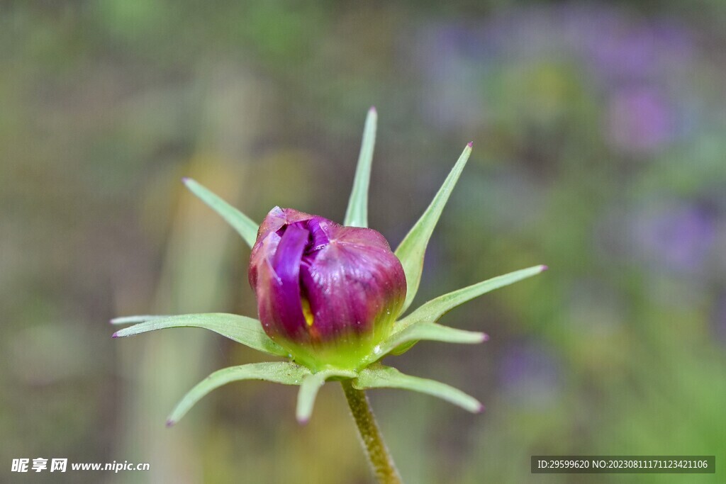 格桑花