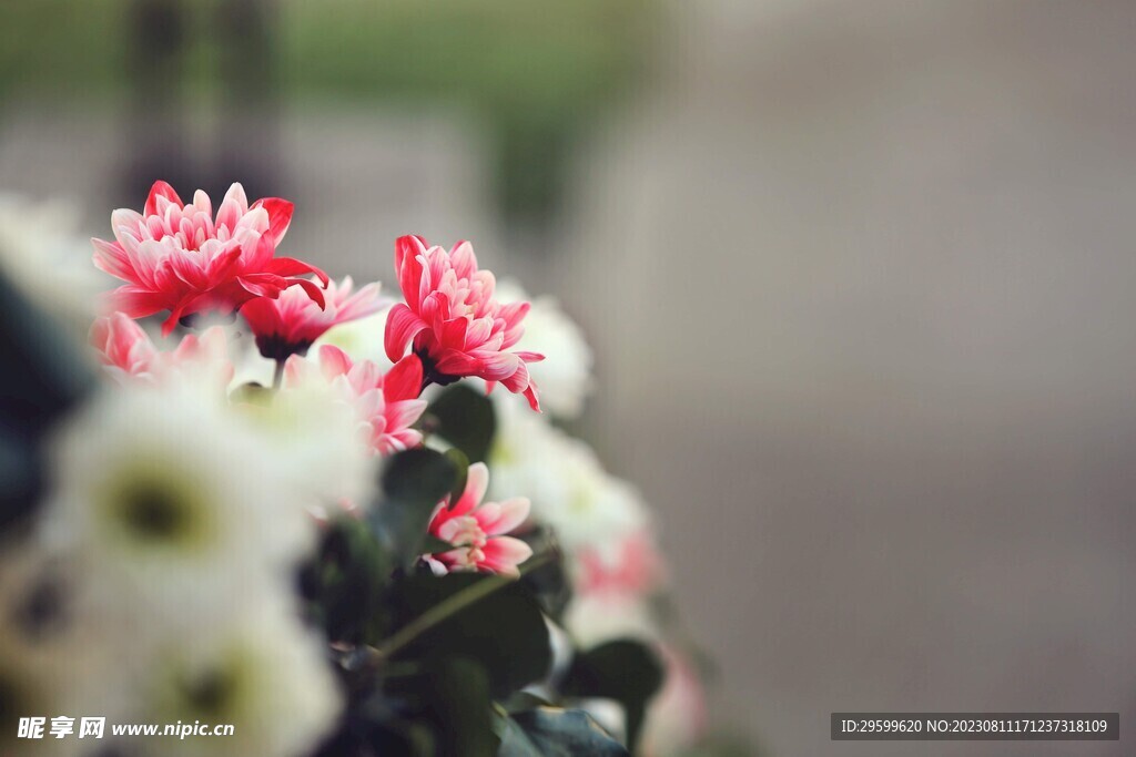 雏菊