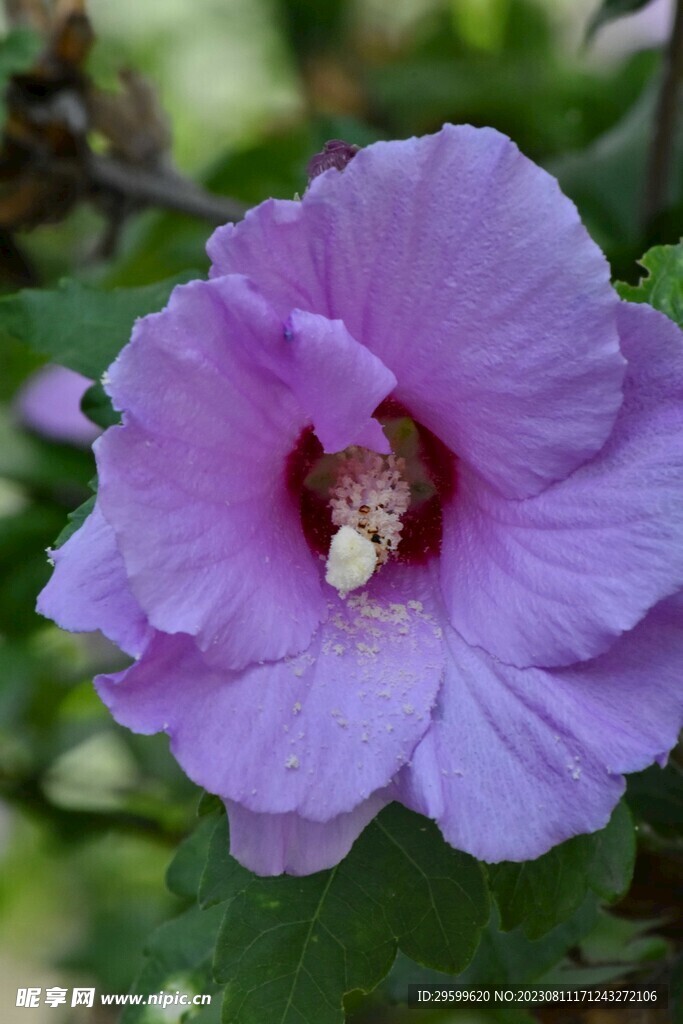 木槿花