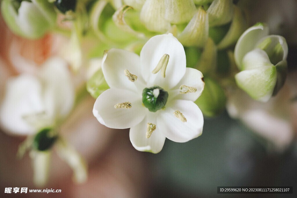 白花虎眼万年青