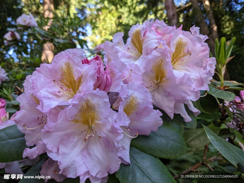 杜鹃花