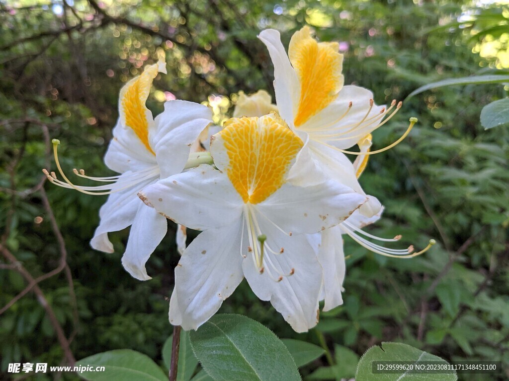 杜鹃花