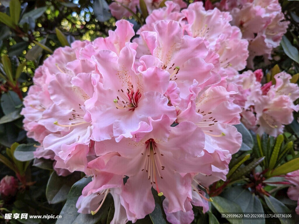 杜鹃花