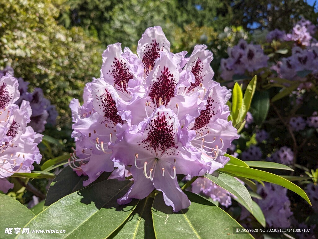 杜鹃花