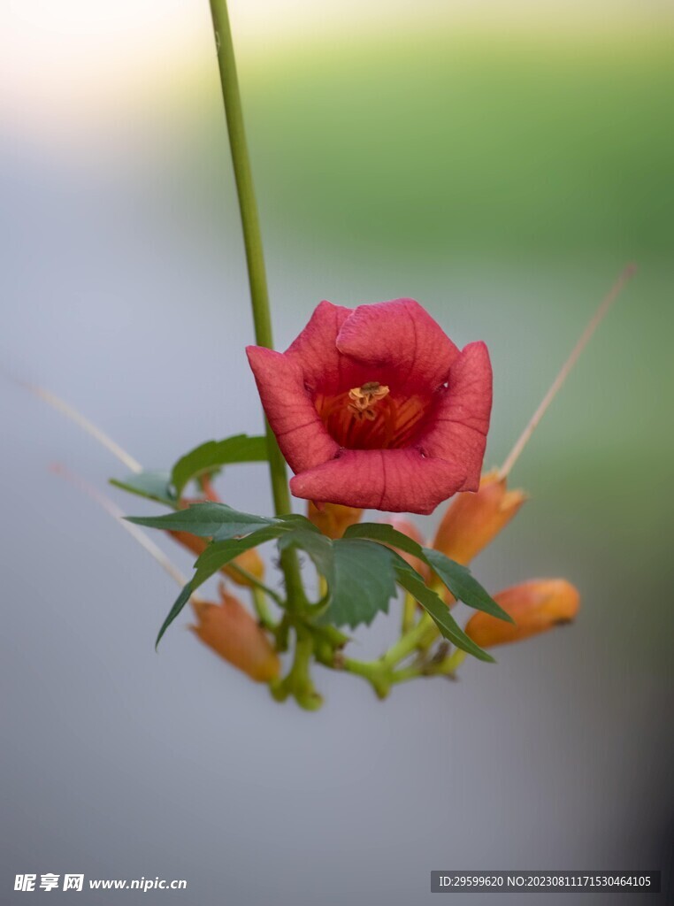 凌霄花