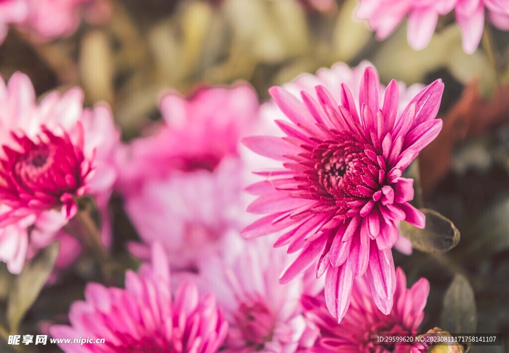 雏菊