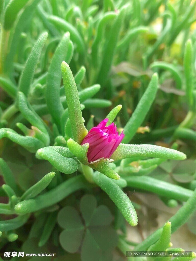 美丽日中花