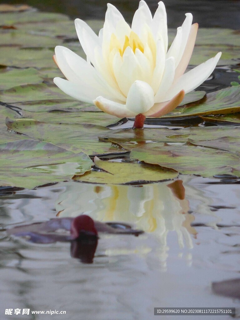 睡莲