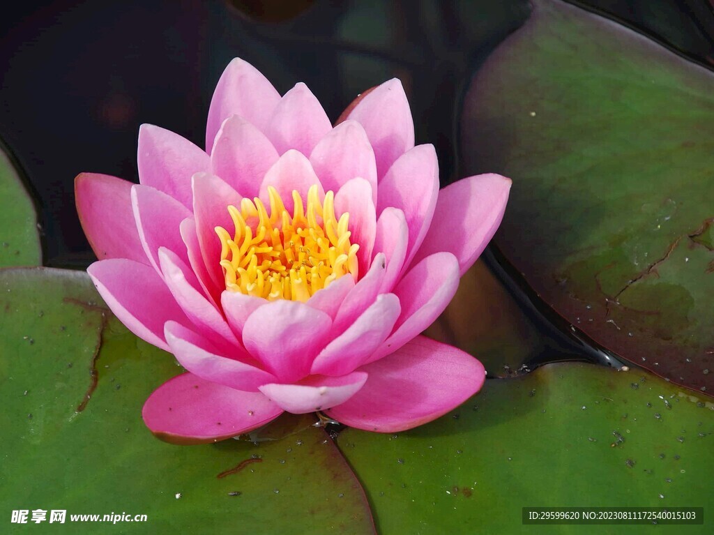 睡莲