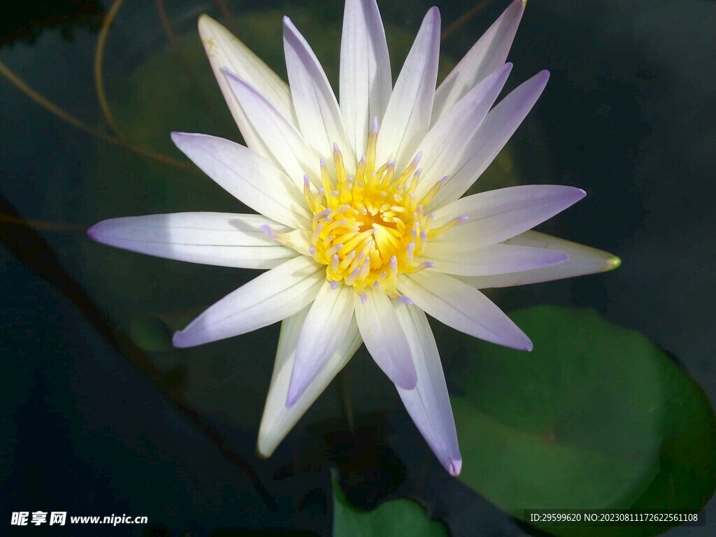 睡莲
