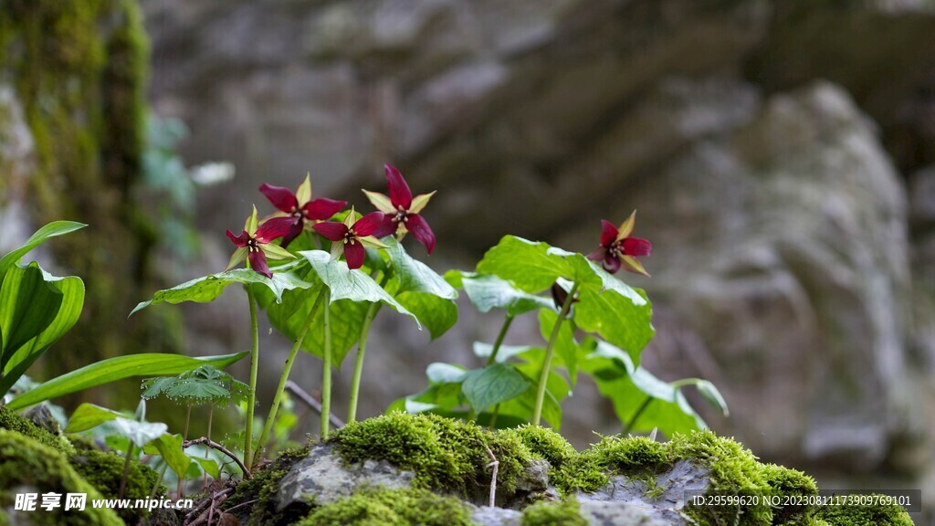 延龄草