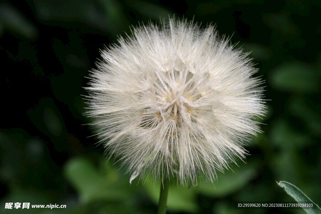 黄花婆罗门参