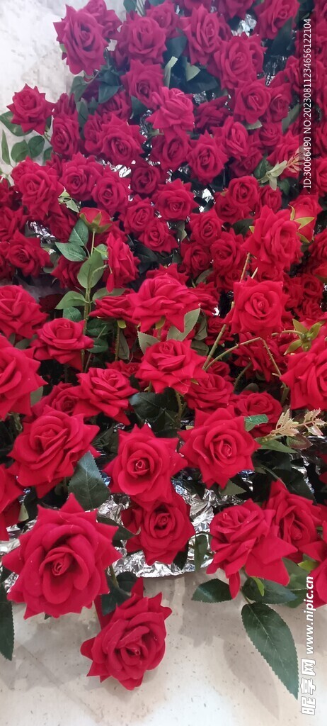 玫瑰花
