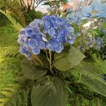 假花 