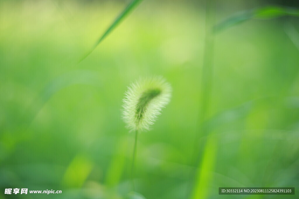 狗尾巴草