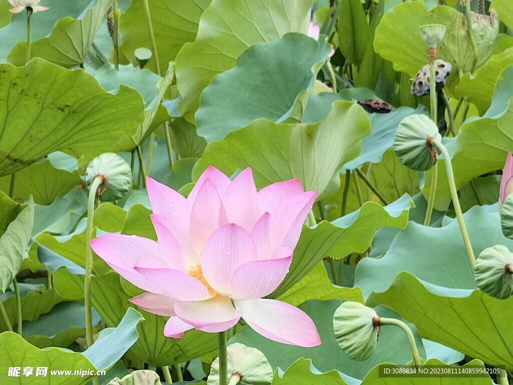 荷花