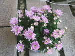 小朵菊