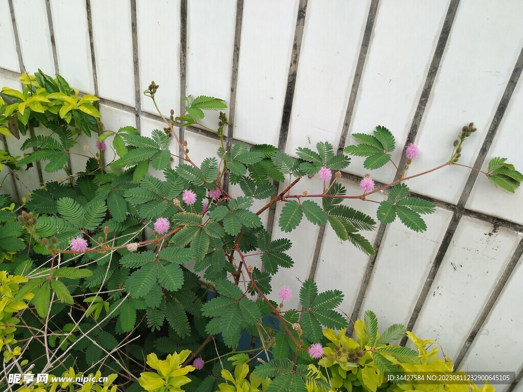 含羞草花