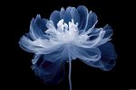 花朵框画 