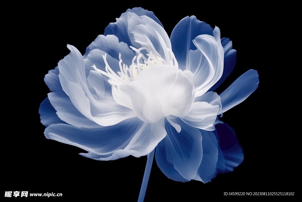 花朵框画 