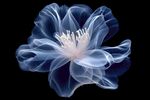 花朵框画 