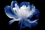 花朵框画 