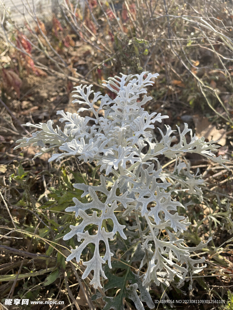 银叶菊