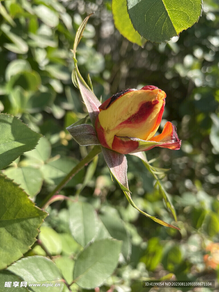 月季花